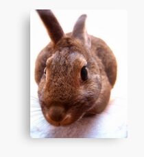 Curious brown bunny Metal Print