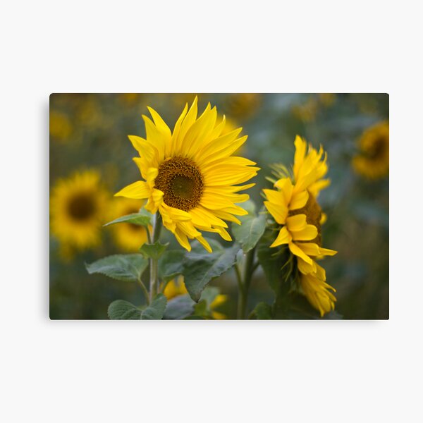 Sunflowers Canvas Print