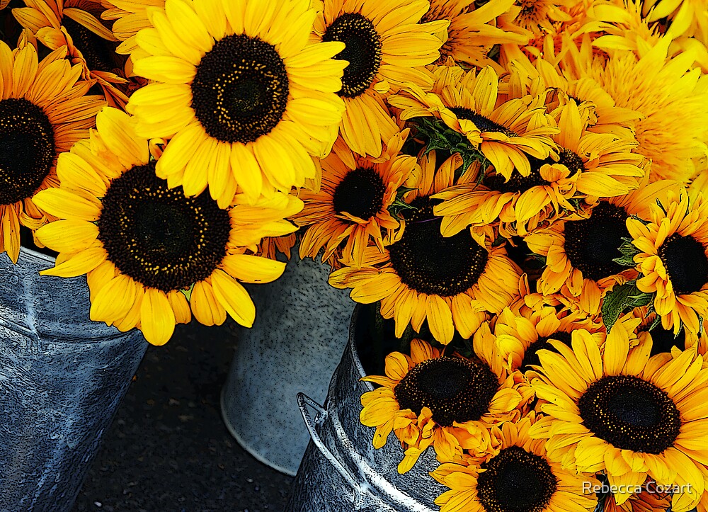 &ldquo;Sunflower Buckets&rdquo; by Rebecca Cozart | Redbubble