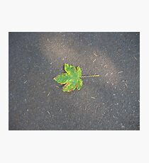 Fallen Photographic Print