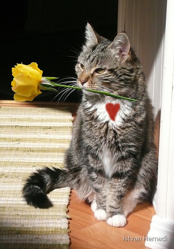 Cat Holding A Rose By Istvan Hernadi Redbubble