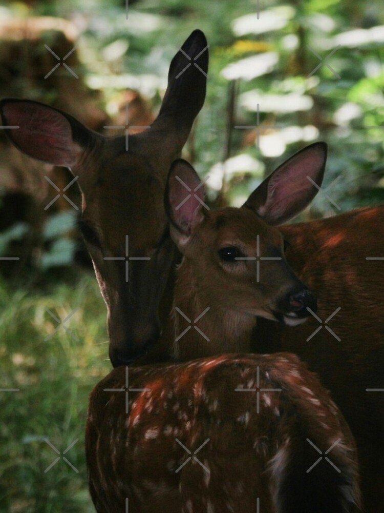 Mother and Fawn by debfaraday