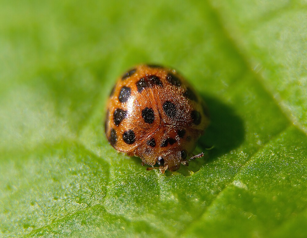"Bad Ladybug on Potato Leaf, New South Wales" by groophics Redbubble