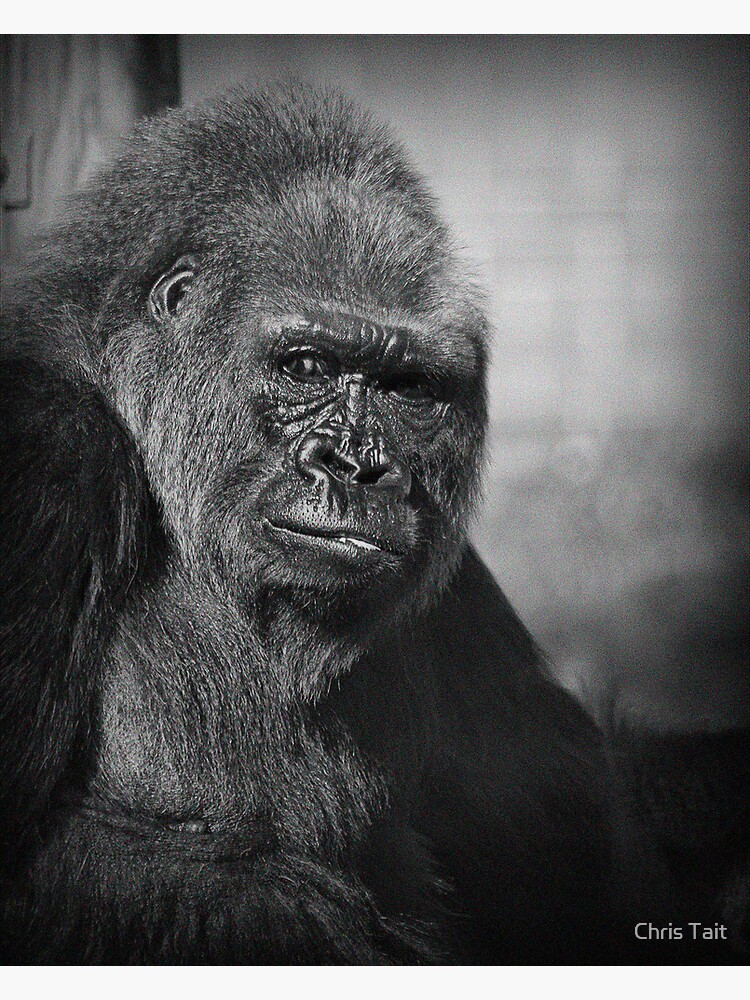 King Kong by christait