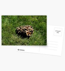 A Pinecone Postcards