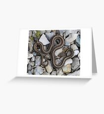 Speaks with forked tongue. Greeting Card