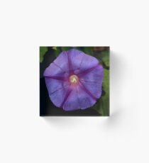 Morning Glory Twice Over Acrylic Block