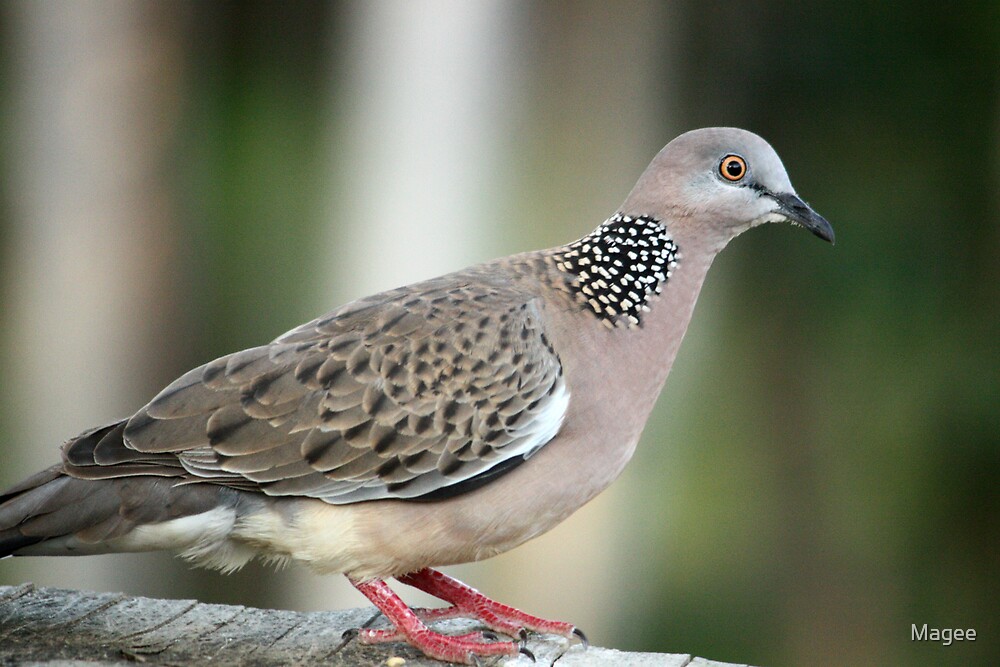"Streptopelia chinensis (Spotted Turtle Dove)" by Magee Redbubble