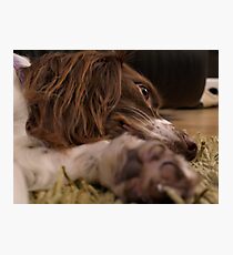 It's A Dog's Life... Photographic Print