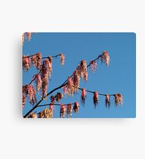 Acer negundo var. violaceum (Box Elder) Canvas Print