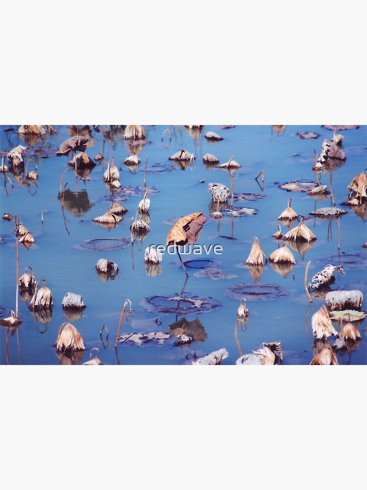 River Lotus by redwave