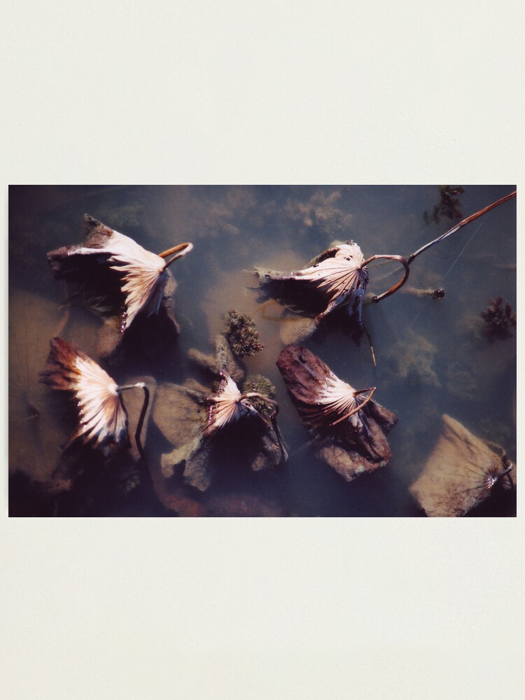 Alternate view of River Lotus Photographic Print