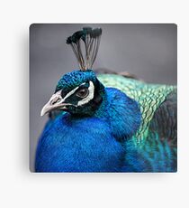 Peacock Metal Print