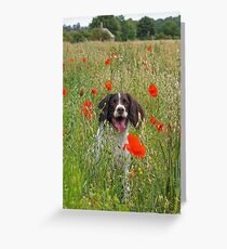 The Colourful Life of a Springer Greeting Card