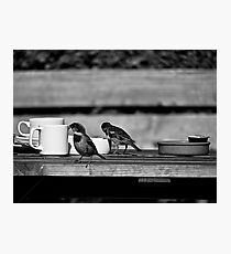 Sparrows at Tea-Time Photographic Print