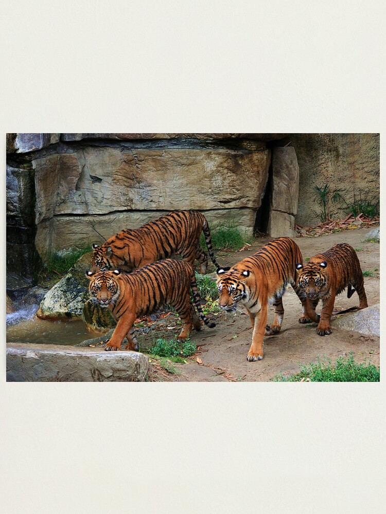 Alternate view of The gang Photographic Print