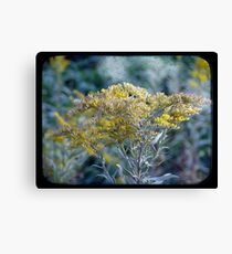 Autumn Hues TTV Canvas Print