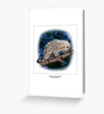 BRAZILIAN PORCUPINE 4 Greeting Card