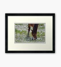 Wild Horse Framed Print