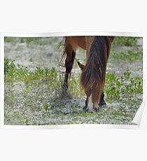 Wild Horse Poster
