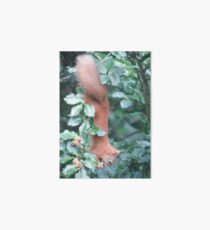 Red Squirrel Art Board