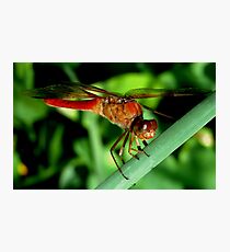 Ready For Take Off Photographic Print