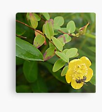 A Busy Wasp in Etal Metal Print