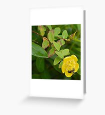 A Busy Wasp in Etal Greeting Card