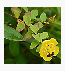 A Busy Wasp in Etal Photographic Print