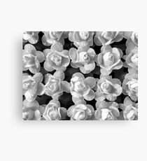 Papery Roses by Jenny Meehan Canvas Print