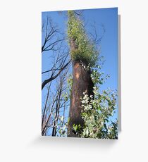 black saturday fire Greeting Card