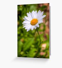 Daisy 2 Greeting Card