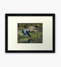 Great Blue Heron In The Salt Marsh Gerahmter Kunstdruck