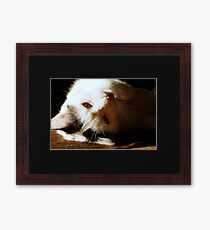 Cat photography Framed Print