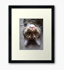 Silly Kitty Framed Print