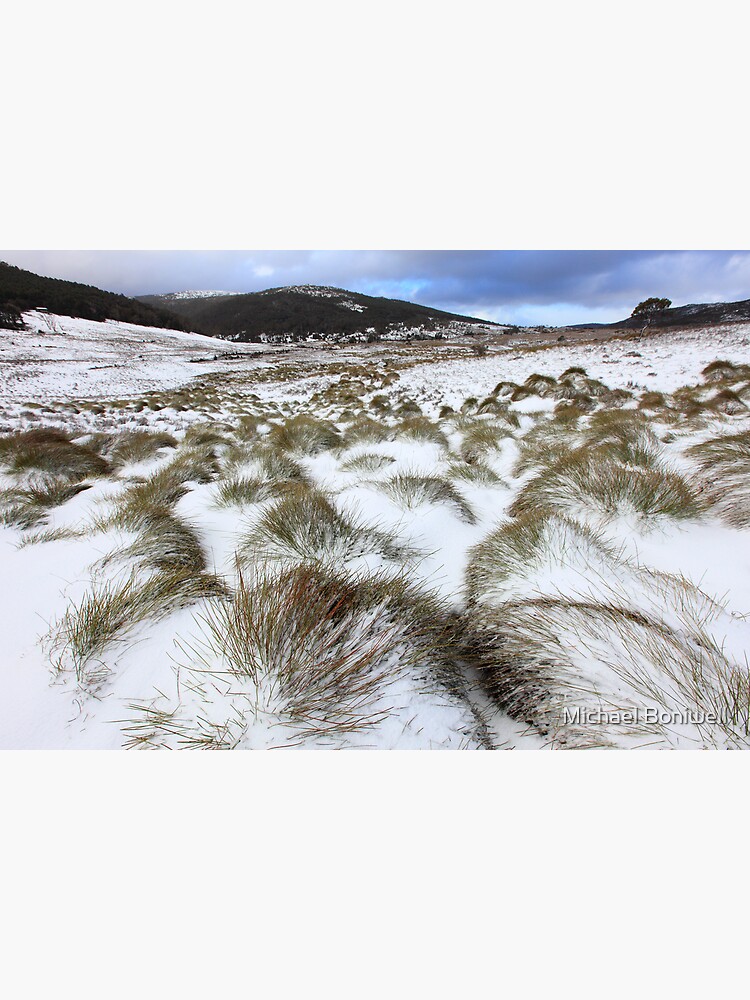 Grass Tussocks, Cradle Mountain National Park, Tasmania, Australia by Chockstone