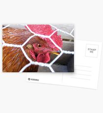 Crookwell Chook Postcards