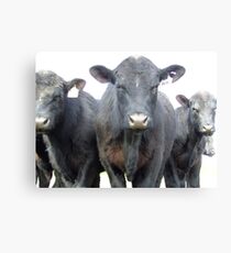 Cows Canvas Print