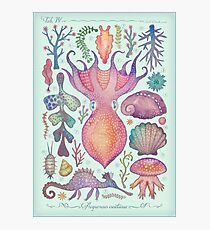 Marine Kreaturen IV Fotodruck