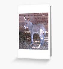 Less Than 24 Hours Old Greeting Card
