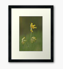 Cowslip blooming in a trio of Three Framed Print