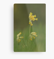 Cowslip blooming in a trio of Three Metal Print