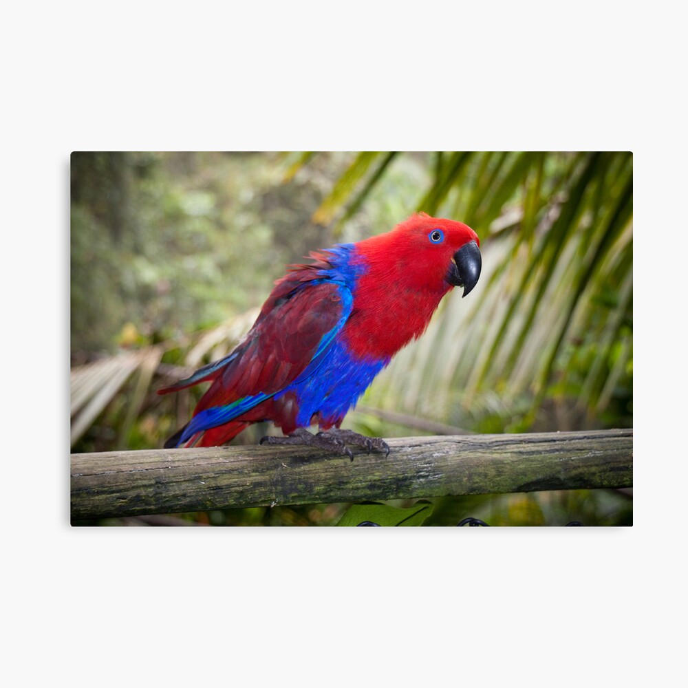 Big Red Canvas Print
