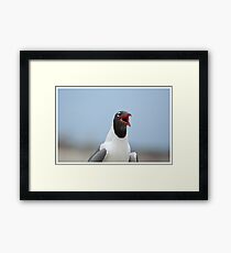 Laughing Gull Laughing Framed Print