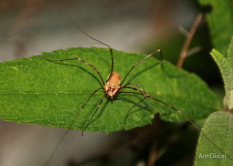 "Harvestman - Arachnid - Oplione" by AnnDixon | Redbubble