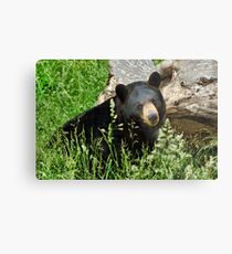 Appalachian Spring Metal Print