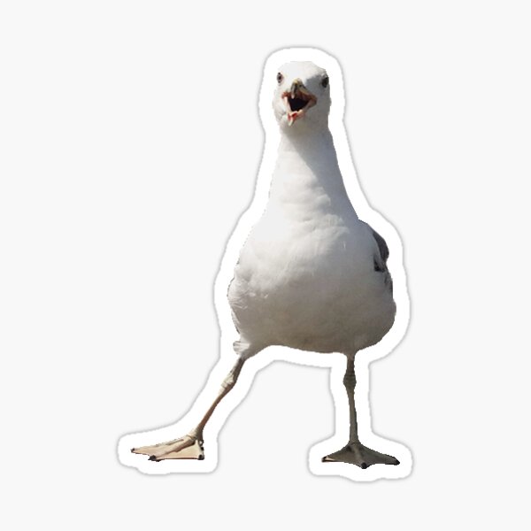 Cool Seagull Sticker