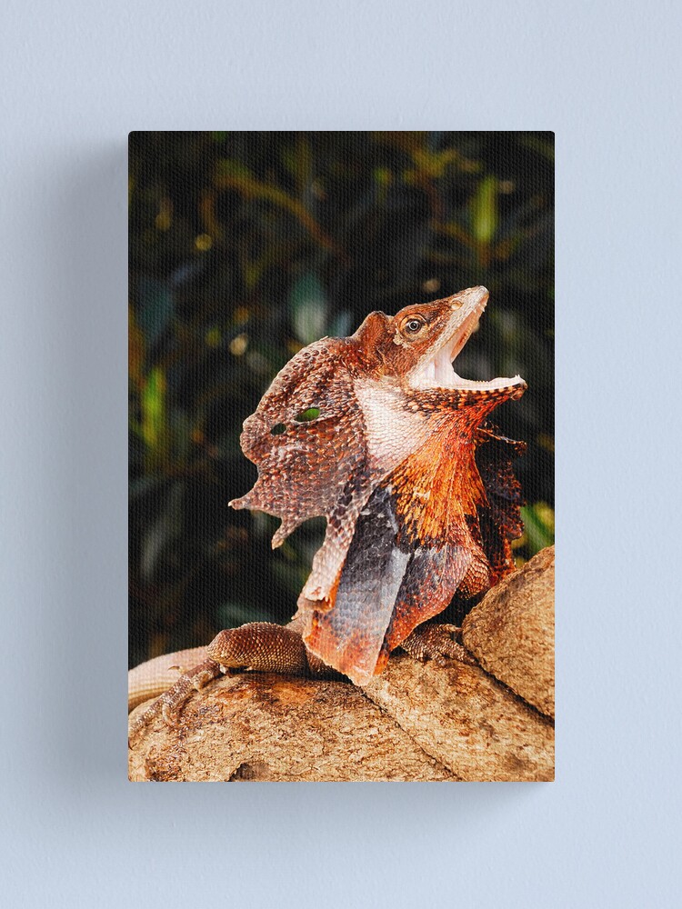 Alternate view of Frilled Lizard (Chlamydosaurus kingii) Canvas Print