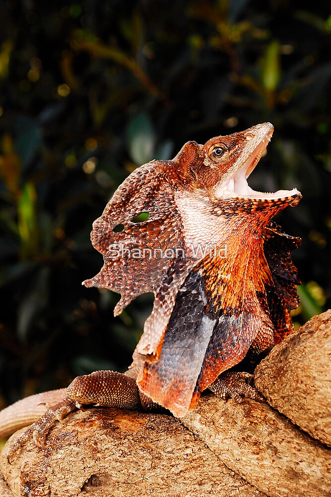 Download "Frilled Lizard (Chlamydosaurus kingii)" by Shannon Wild | Redbubble