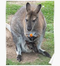 What's That You're Eating Mum? - Wallaby Poster